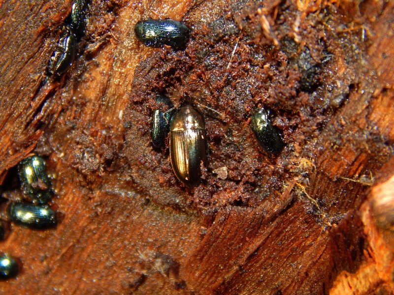 Amara aenea - Carabidae